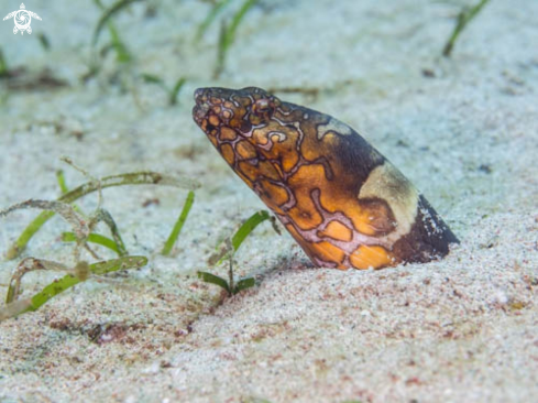 A Ophichthus Bonaparti | Napoleon Snake Eel