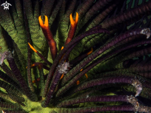 A Crinoid Squat Lobster