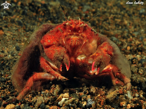 A sponge crab