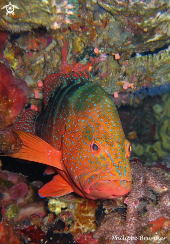 A Cephalopholis miniata | Grouper