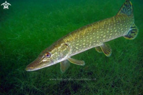 A Esox lucius