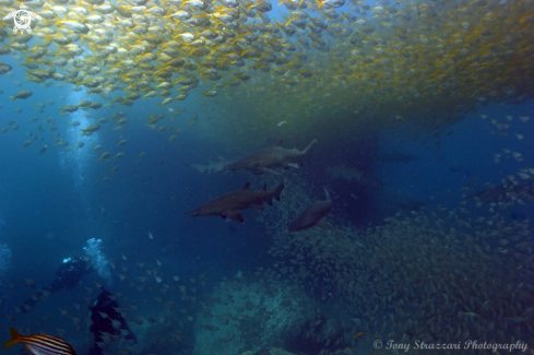 A Carcharias taurus | Grey Nurse Shark (Sand Tiger, Ragged Tooth)