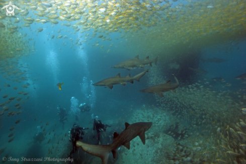 A Carcharias taurus | Grey Nurse Shark (Sand Tiger, Ragged Tooth)