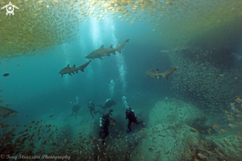 A Carcharias taurus | Grey Nurse Shark (Sand Tiger, Ragged Tooth)