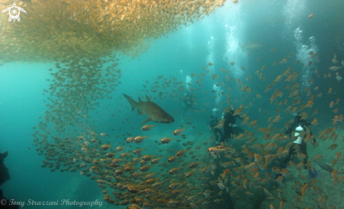 A Grey Nurse Shark (Sand Tiger, Ragged Tooth)