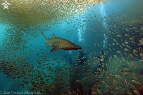 A Grey Nurse Shark (Sand Tiger, Ragged Tooth)