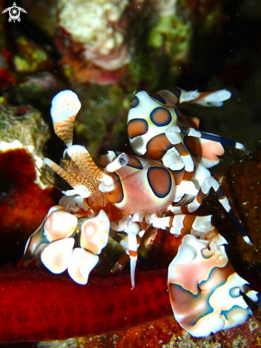 A Harlequin shrimp