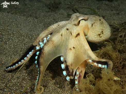 A Amphioctopus marginatus | Octopus