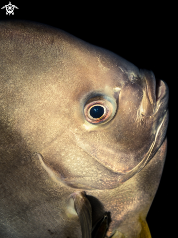 A Longfin Batfish