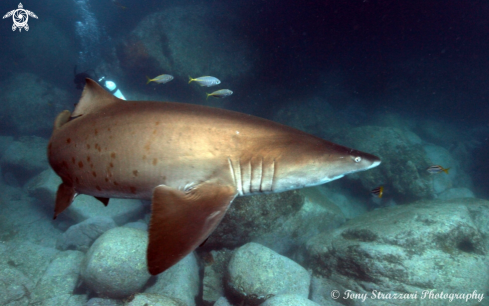 A Grey Nurse Shark (Sand Tiger, Ragged Tooth)