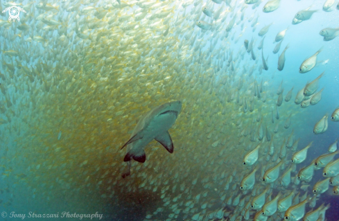 A Grey Nurse Shark (Sand Tiger, Ragged Tooth)