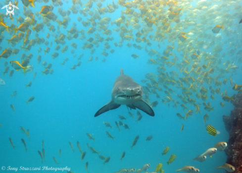 A Grey Nurse Shark (Sand Tiger, Ragged Tooth)