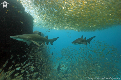 A Carcharias taurus | Grey Nurse Shark (Sand Tiger, Ragged Tooth)