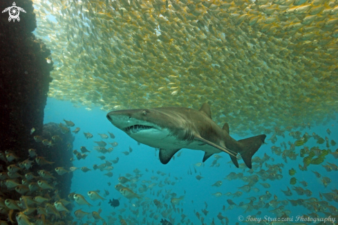 A Carcharias taurus | Grey Nurse Shark (Sand Tiger, Ragged Tooth)