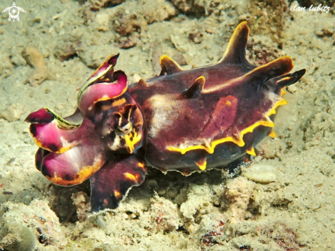 A cuttlefish