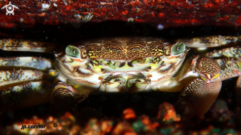 A Pachygrapsus marmoratus | Crabe Marbré