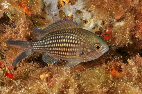 A Chromis chromis | Castagnola