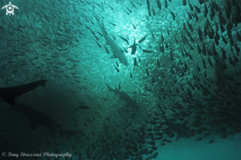 A Grey Nurse Shark (Sand Tiger, Ragged Tooth)