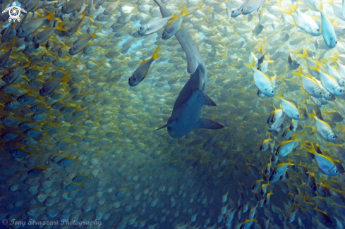 A Grey Nurse Shark (Sand Tiger, Ragged Tooth)