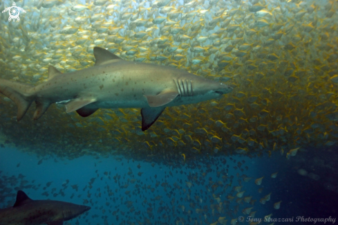 A Grey Nurse Shark (Sand Tiger, Ragged Tooth)