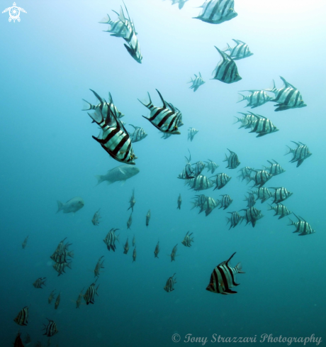 A Enoplosus armatus | Old wives