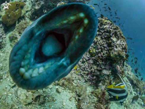 A Titan Triggerfish