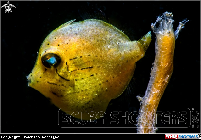 A Filefish- Juvenile