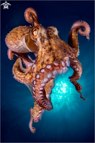 A Octopus