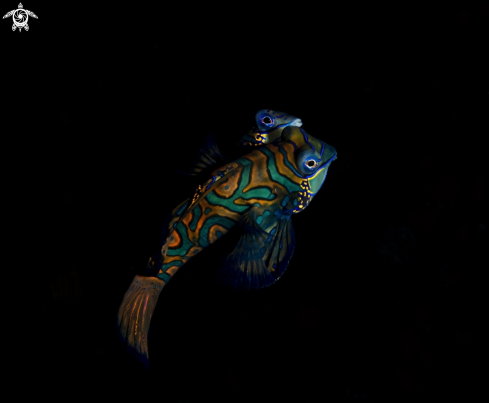 A Mandarin Fish