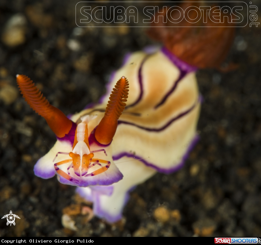 A Nudibranch and Emperor Shrimp