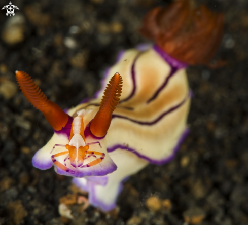 A Nudibranch and Emperor Shrimp