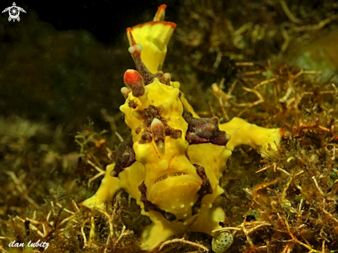 A frogfish