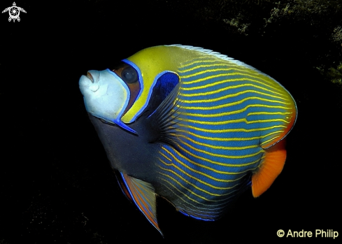 A Emperor Angelfish