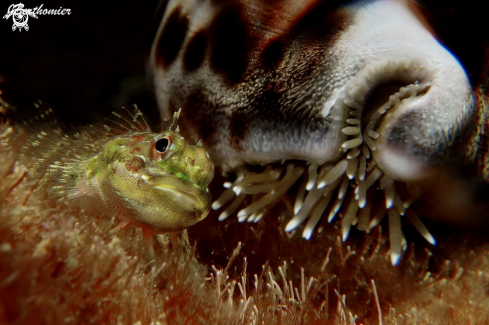 A Triplefins and Cypraea tigris