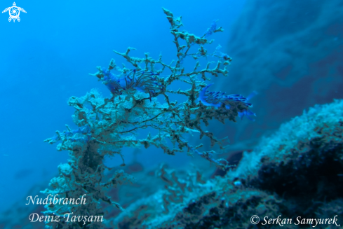 A Nudibranch | Nudibranch