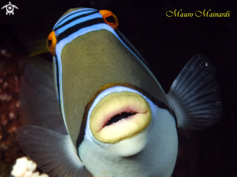 A Picasso triggerfish