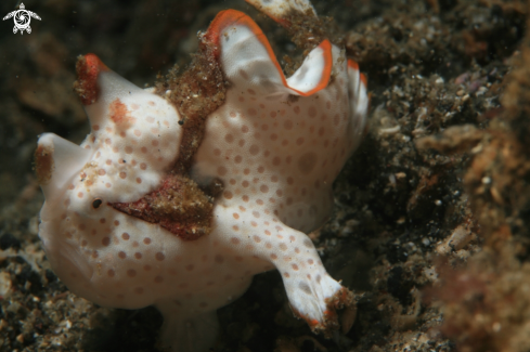 A frogfish