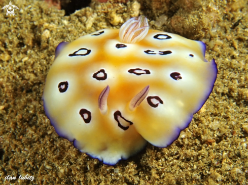 A Chromodoris leopardus | nudibranch