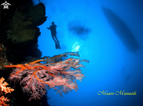 A underwater creature