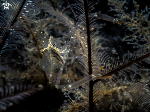 A Black and Silver Cuapetes Shrimp