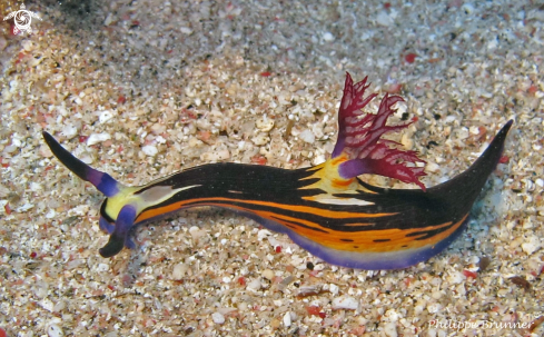 A Nudibranch