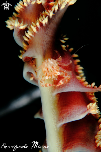 A porcelain crab