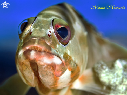 A Grouper