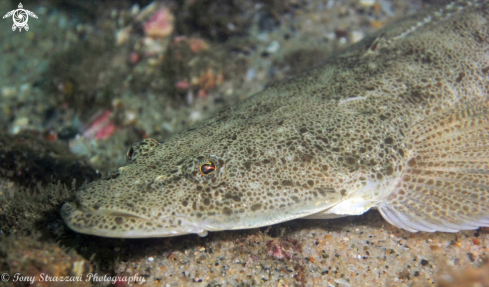 A Long-spined flathead