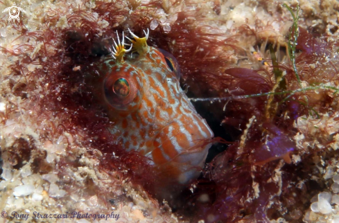 A Parablennius intermedius | Horned blenny