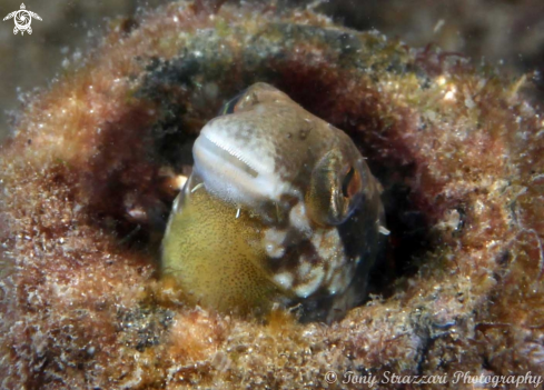 A Plagiotremus tapeinosoma | Hit & Run Fang Blenny