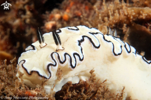 A Glossodoris atromarginata | Black-Margined Glossodoris