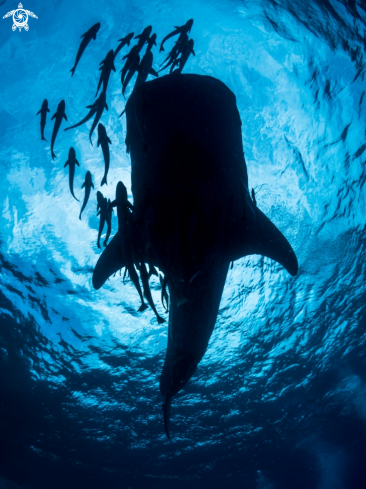 A Rhincodon typus | Whale Shark