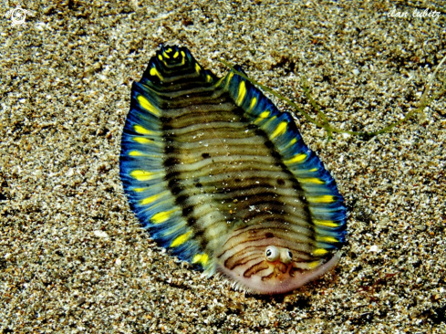 A  Soleichthys sp.  | sole fish