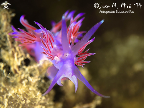 A Flabellina